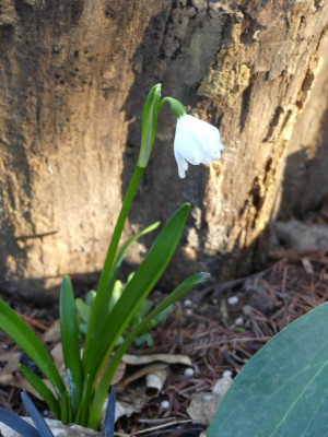 2021-03-08 Leucojum vernum 'Null Punkte' 1.jpg