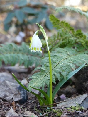 2021-03-08 Leucojum vernum 'Milly'.jpg
