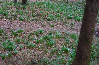 DSC_2030.JPG