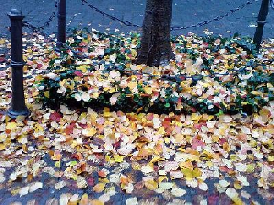 herbsstimmung_in_bonn_nov_07_1.jpg