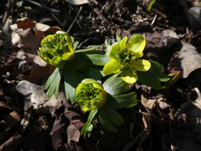 Eranthis AaJR 210308 k.jpg