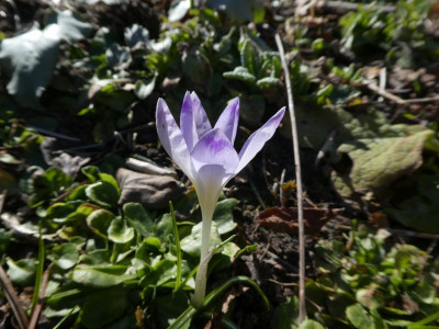 Welcher Crocus k.jpg