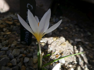 Crocus x jessioppae 210308 k.jpg