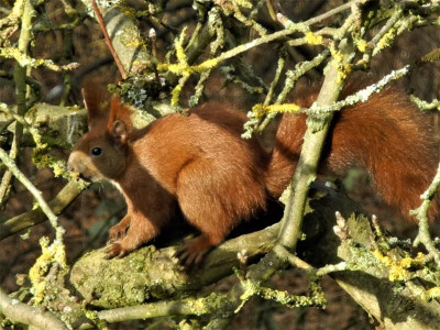 Eichhörnchen 2021-02-26 (2).JPG
