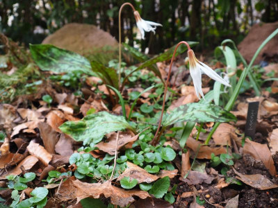 Erythronium dens-canis Albiflorum P3090102.JPG