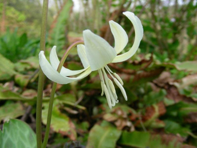 Erythronium californicum White Beauty DSCN6177.JPG