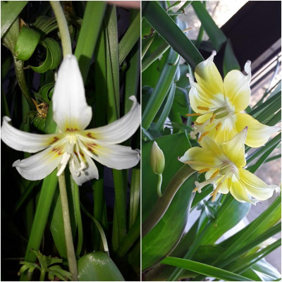 ErythroniumCol.jpg