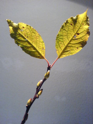 1x-Baum_051107.JPG