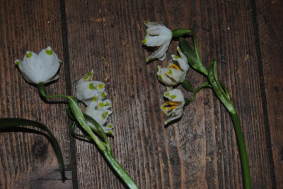 DSC_2039.JPG