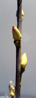2xBaum_051107.JPG