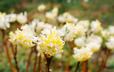 edgeworthia2021.jpg