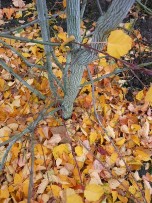Acer_davidii_Rinde__Laub.JPG