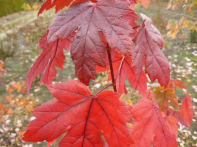 Acer_fremm_Autumn_Bl..JPG