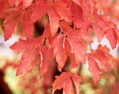 Acer_griseumLaub.jpg