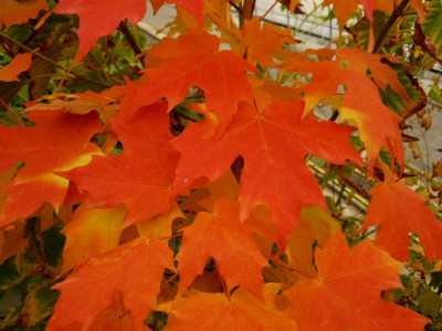Acer_saccharumHerbst.JPG