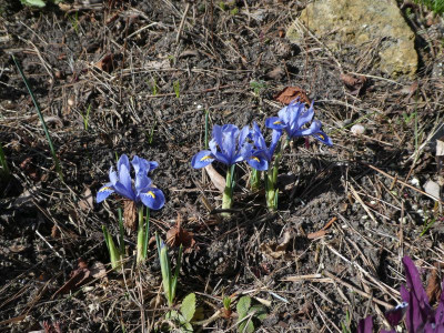 Iris reticulata hellblau 210309 k.jpg