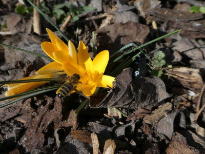 Crocus angustifolius 'Berlin Gold' 210309 k.jpg