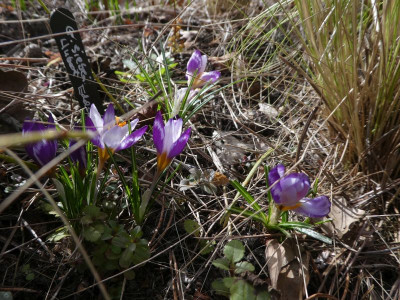Crocus sieberi 'Hubert Edelsten' 210309 k.jpg