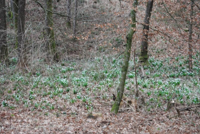 DSC_2022.JPG