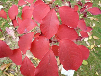 Sapium_japonicum.JPG