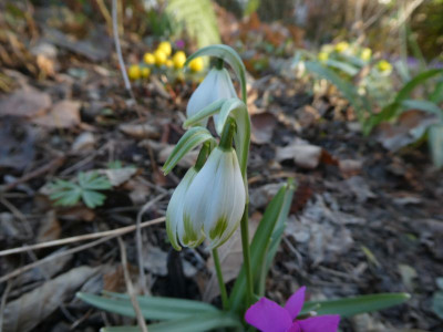 Galanthus 'Doncaster Double Charmer' 210309 k.jpg