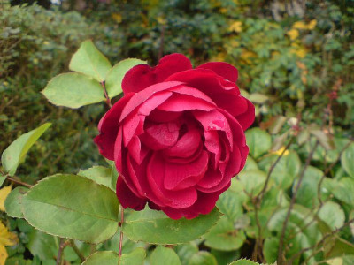 fremder_vorgarten_nov_07_2_detail_rose.jpg