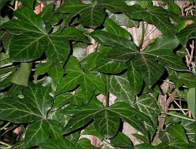 Hedera_helix..JPG