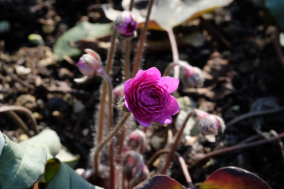 DSCF3937_5321.JPG