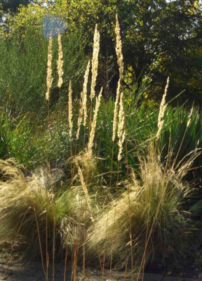 Grasses.jpg