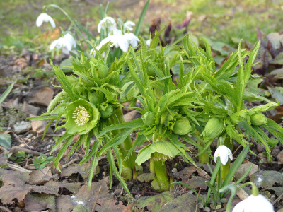 2021-03-10 Helleborus abruzzicus.jpg