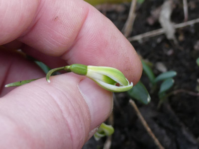 2021-03-10 Galanthus Scharlockii 2.jpg