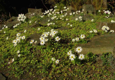 Arcanthemum_im_Alpinum.jpg