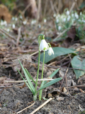 2021-03-10 Galanthus 'Cinderella'.jpg