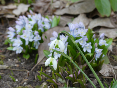 2021-03-10 Galanthus 'Lavinia'.jpg