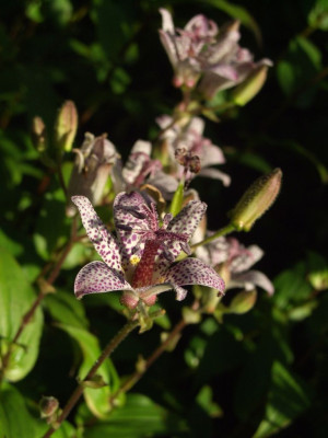 Tricyrtis_einfach.jpg