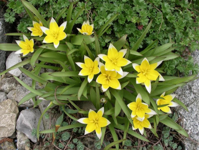 Tulpe.JPG