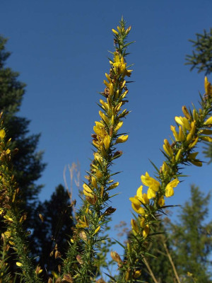 Ginster_im_Alpinum.jpg