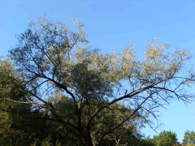 Elaeagnus.jpg