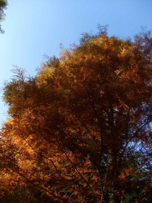 Taxodium_1.jpg