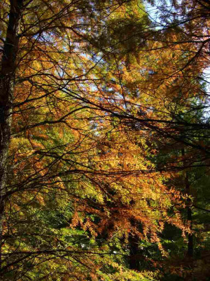 Taxodium_2.jpg