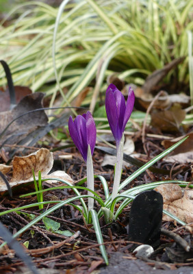 2021-03-11 Crocus tommasinianus 'JG 6' 1.jpg
