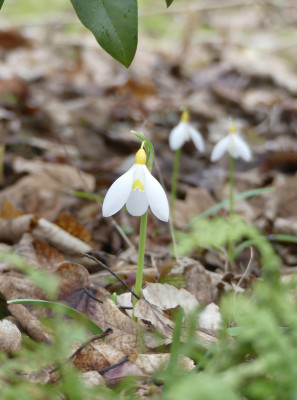 2021-03-11 Galanthus 'Treasure Island'.jpg
