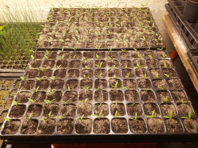 Tomate 210311.jpg