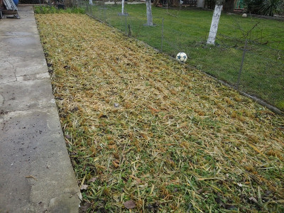 Beet210130.jpg