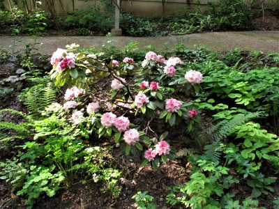 rhodo18.img.JPG