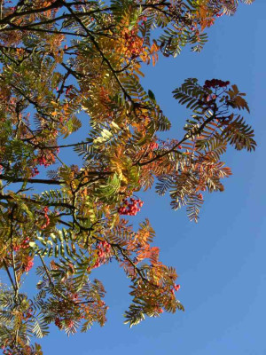 Sorbusbeeren.jpg