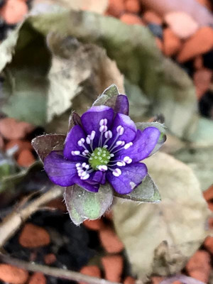 Hepatica nobilis Ohleila.JPG