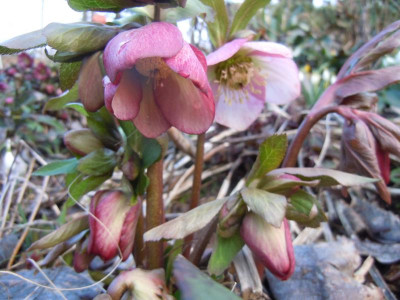 DSCN0656.JPG