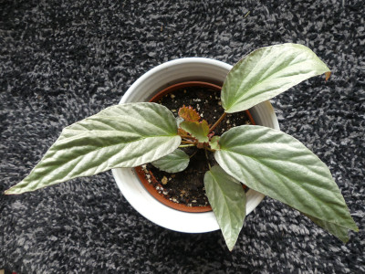 2021-03-12 Begonia hatacoa 'Silver' 1.jpg