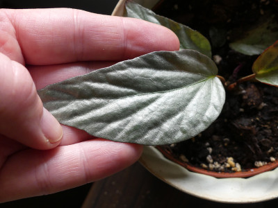 2021-03-12 Begonia hatacoa 'Silver' 2.jpg